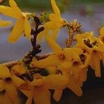 Forsythia ovata