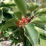 Ilex rotunda Fruit