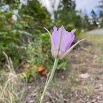 Calochortus macrocarpus Lapas