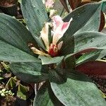 Costus guanaiensis Feuille