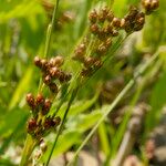 Juncus compressus Fruit