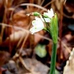 Leucojum vernumFlower