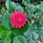 Dahlia pinnata花