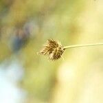 Carex ebenea Фрукт