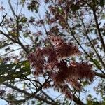 Heliocarpus americanus Flower