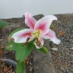 Lilium bulbiferum Blüte