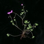 Geranium donianum Habitus