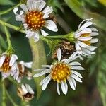 Symphyotrichum lanceolatum ফুল