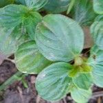 Richardia scabra Leaf