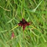 Dianthus carthusianorumKvet