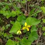 Viola glabella Flor