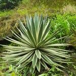 Agave vivipara 葉