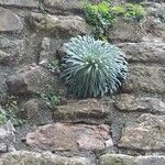 Saxifraga longifolia Leaf