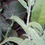 Pseudognaphalium undulatum Ŝelo