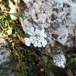 Iberis carnosa Flor