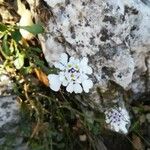 Iberis carnosa Flower