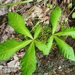 Carya glabra List