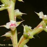 Salsola australis Fruchs