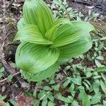 Veratrum virideΦύλλο