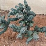 Cylindropuntia fulgida Hábito