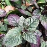 Strobilanthes alternata Fulla