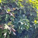Hydrangea quercifolia ᱥᱟᱠᱟᱢ