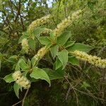 Croton flavens Blomma