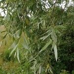 Salix alba Frunză
