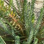 Euphorbia paralias Folha