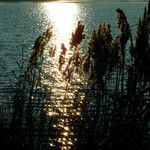 Phragmites australis Fruit