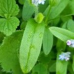 Myosotis arvensis Leaf