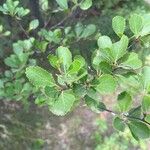 Betula pumila Blad