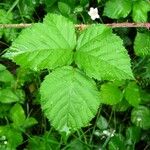 Rubus fruticosus পাতা