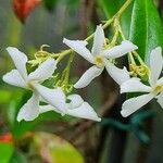 Trachelospermum jasminoides Flower