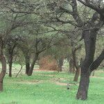 Vachellia nilotica Koor