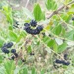 Coriaria myrtifolia Fruit