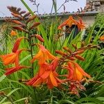 Crocosmia paniculata Flower