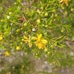 Larrea tridentata ᱵᱟᱦᱟ