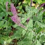 Teucrium hircanicum Flower