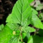 Melanthera nivea Ravina