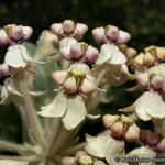Asclepias eriocarpa Квітка