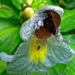 Costus afer Λουλούδι