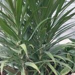 Cordyline stricta Лист