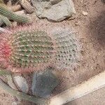 Ferocactus pilosus Ліст