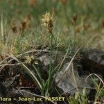 Carex stenophylla Hábito