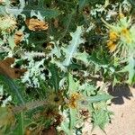 Argemone pleiacantha Hoja