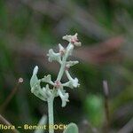 Atriplex pedunculata Sonstige