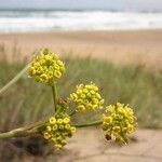 Peucedanum obtusifolium Flor