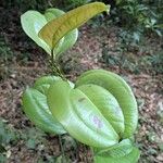 Smilax china ഇല