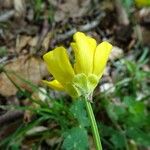 Ranunculus bulbosus Kwiat